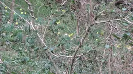 Back woods 02.webp Back woods 02.webp