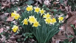 Front yard.webp Front yard.webp