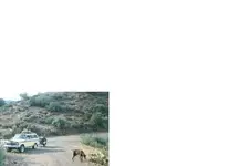 Me\'n Bugs\'n Jeep.webp