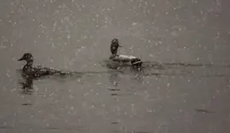Mallards.webp