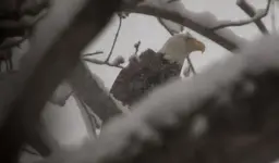 Eagle in Snow.webp