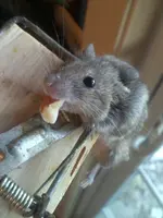 dead mouse.webp