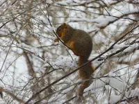 walk 011617 4.webp
