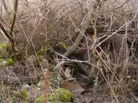 DSCF7317.webp