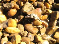 Mojave First Gold Ring 003.webp
