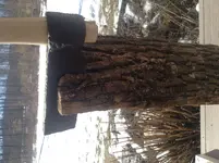 froe 2.webp