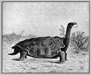 Galapogos Tortoise Darwin.jpg