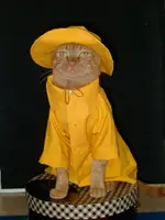 yellow_rain_coat.webp