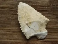teeth4.webp