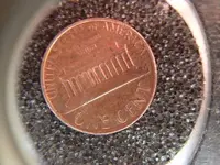 Penny Back.webp