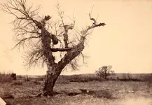 SIC51.webp