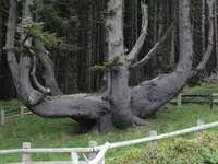 CapeMearsOctopusTreecrop.webp
