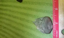 14887532612821873758769.webp