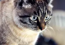 Cat.webp