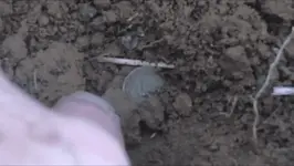 Trime in the hole.webp