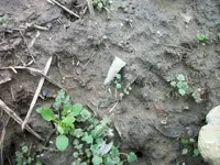 102_1280.webp