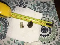 ImageUploadedByTreasureNet.com1489806906.032718.webp