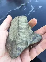 fossil.webp