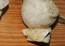 DSCN5160.webp
