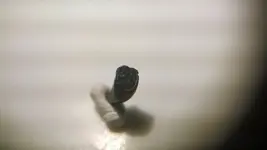 new tooth 7.webp