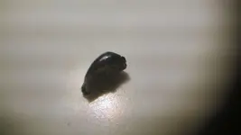 new tooth8.webp