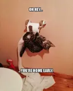 FB_IMG_1486866428204.webp