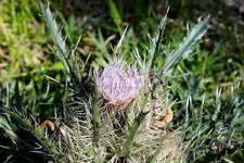 Thistle.webp Thistle.webp