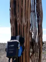 DesertShark2.webp