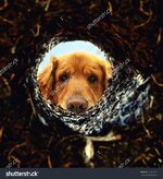 stock-photo-a-dog-peeking-into-a-dirt-hole-in-the-ground-165414167.jpg