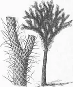 Lepidodendron.webp
