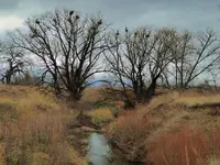 walk 032617 1.webp