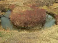 walk 032617 5.webp