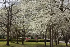 Dogwoods.webp