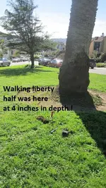 Street island finds 3-18-17 008.webp