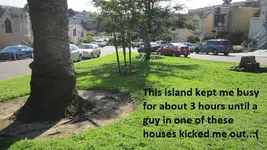Street island finds 3-18-17 010.webp