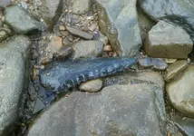 DSCF0023 (1).webp