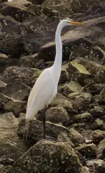 dreat white egret 002.webp dreat white egret 002.webp