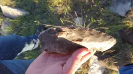 20170331_192237.webp