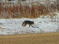 dog park 040517 3.webp