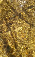 pickwick insitu.webp