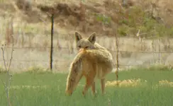 coyote apl 2017.webp