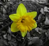 daffodil.webp