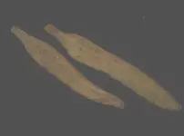 feathers.webp