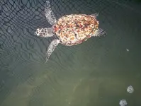 babyturtle.webp