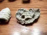 chewed bullet.webp