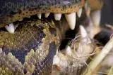 gatoreatspython.webp