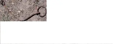 thing.webp