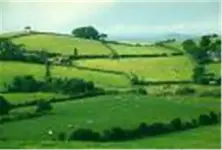 picone.webp