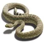 rattlesnake.webp