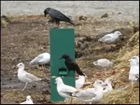 crow_primary.webp crow_primary.webp